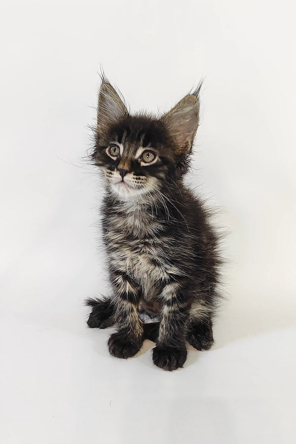 Fluffy gray and white Maine Coon kitten with big ears and bright, alert eyes