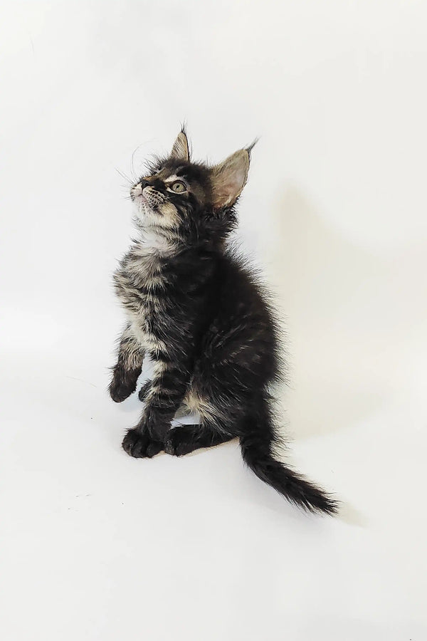Fluffy gray tabby Maine Coon kitten sitting and gazing upward adorably