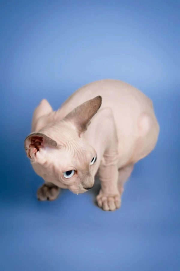 Hairless Sphynx Cats for Sale Carl | Kitten