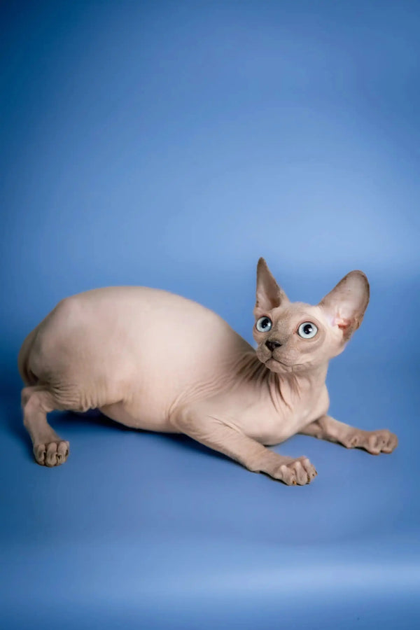 Hairless Sphynx Cats for Sale Carl | Kitten