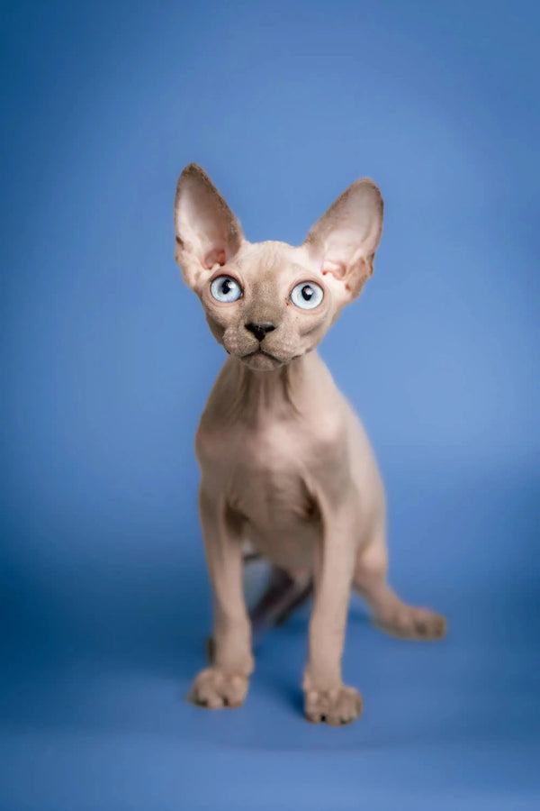 Hairless Sphynx Cats for Sale Carl | Kitten