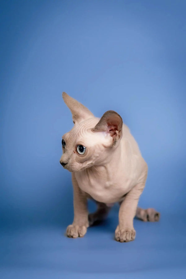 Adorable Sphynx kitten named Carl with big ears and wrinkled skin in a cute crouch