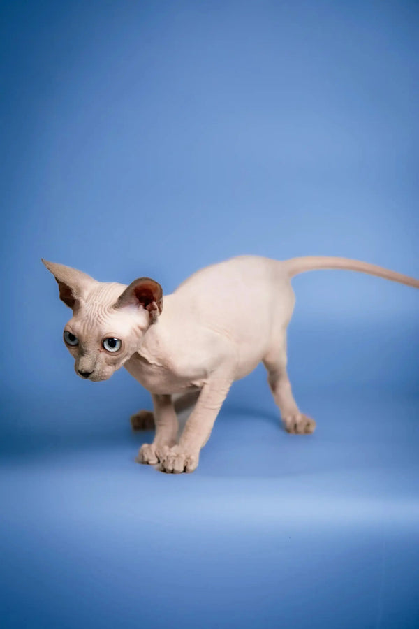 Sphynx kitten Carl with big ears and pink skin on a blue surface