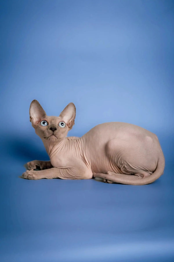 Cute Hairless Sphynx kitten named Carl, lounging with big ears