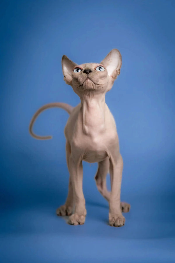 Hairless Sphynx kitten named Carl standing alert with big ears looking adorable