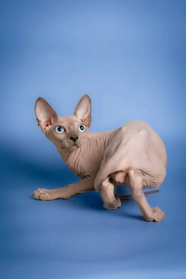Cute Hairless Sphynx kitten named Carl with big ears and adorable wrinkles