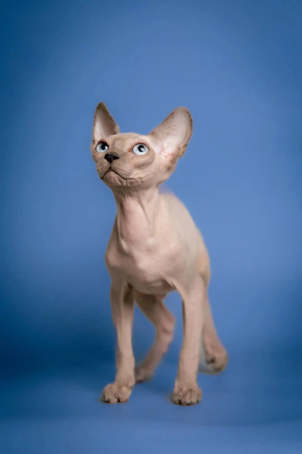 Cute Hairless Sphynx kitten named Carl with big ears and wrinkled skin