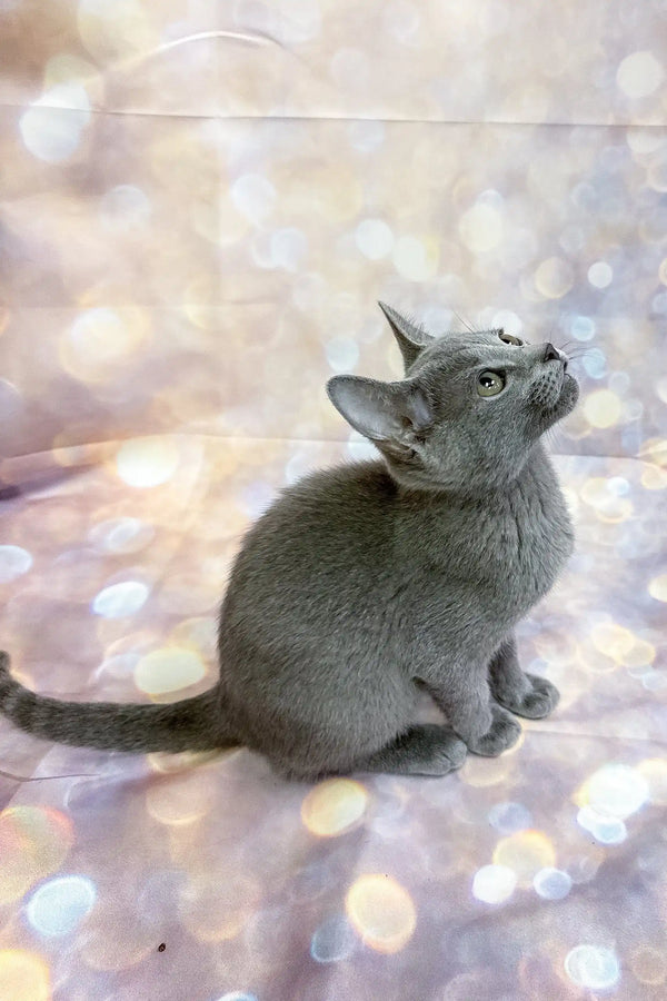 Carlos | russian blue kitten