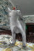 Carlos | russian blue kitten
