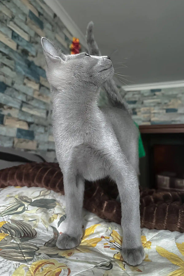 Carlos | russian blue kitten