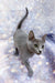 Carlos | russian blue kitten