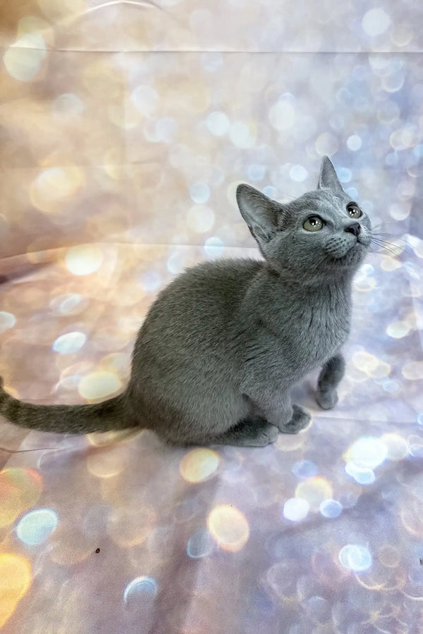 Carlos | russian blue kitten