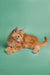 Fluffy orange Maine Coon kitten with long fur relaxing peacefully