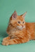 Orange tabby Maine Coon kitten with fluffy fur and an alert expression for Carlson