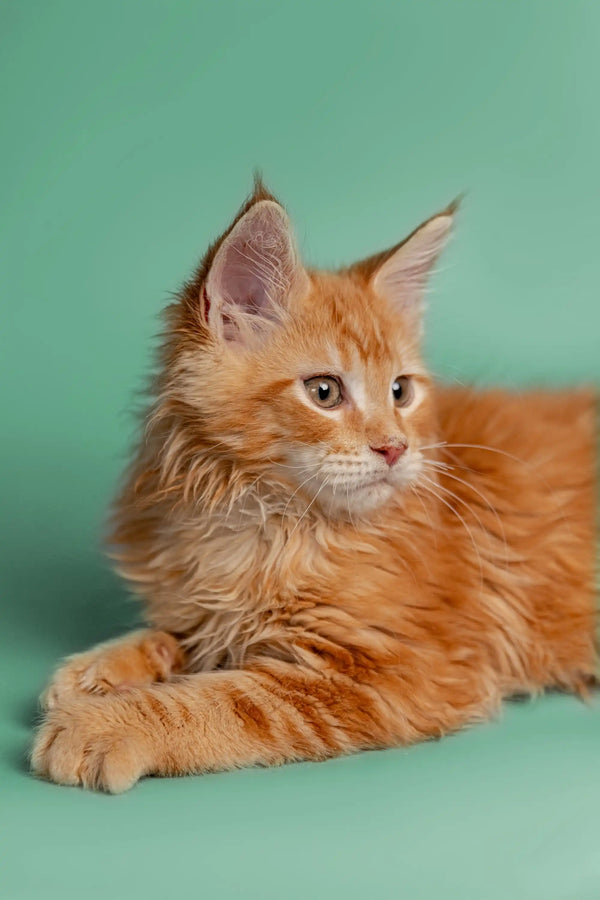 Orange tabby Maine Coon kitten with fluffy fur and an alert expression for Carlson