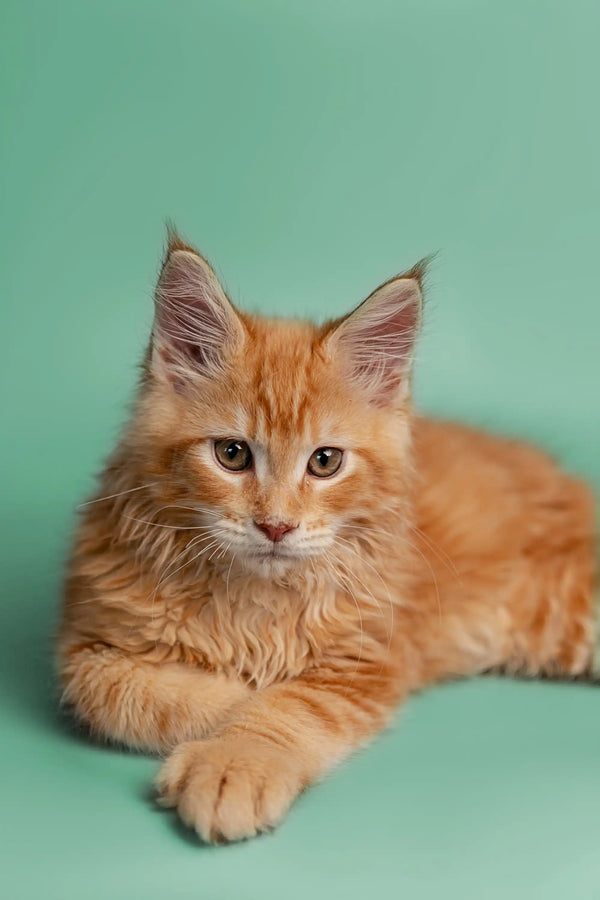 Fluffy Orange Tabby Maine Coon Kitten with an alert expression ready for fun