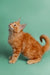 Fluffy Orange tabby Maine Coon kitten looking upward, full of playful charm