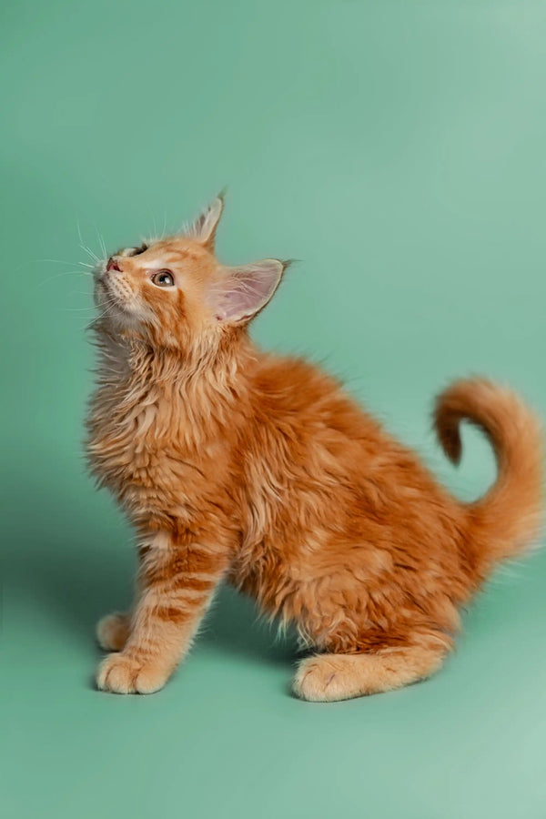 Fluffy Orange tabby Maine Coon kitten looking upward, full of playful charm