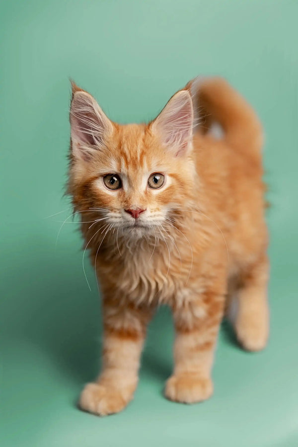 Orange tabby Maine Coon kitten with fluffy fur and alert expression