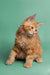 Fluffy orange Maine Coon kitten with long fur and an alert expression