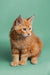 Adorable Maine Coon kitten with fluffy orange fur and an alert expression