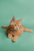 Ginger Maine Coon kitten with fluffy fur and alert expression from Carlson