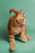 Fluffy Orange Tabby Maine Coon Kitten with an alert expression, perfect for cuddle time