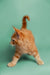 Orange tabby Maine Coon kitten with its tail raised high, full of playful energy