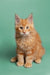 Fluffy orange Maine Coon kitten with an alert expression from Carlson