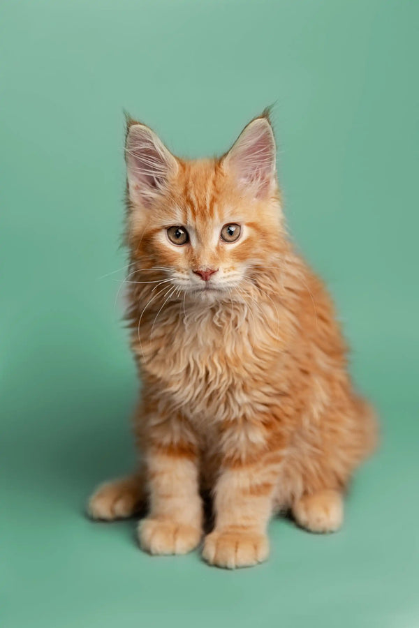 Fluffy orange Maine Coon kitten with an alert expression from Carlson