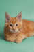 Adorable Orange Tabby Maine Coon Kitten with Fluffy Fur and Alert Eyes