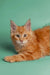 Orange tabby Maine Coon kitten with fluffy fur and alert eyes, super cute!