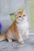 Cream and orange tabby British Shorthair kitten sitting upright with alert expression