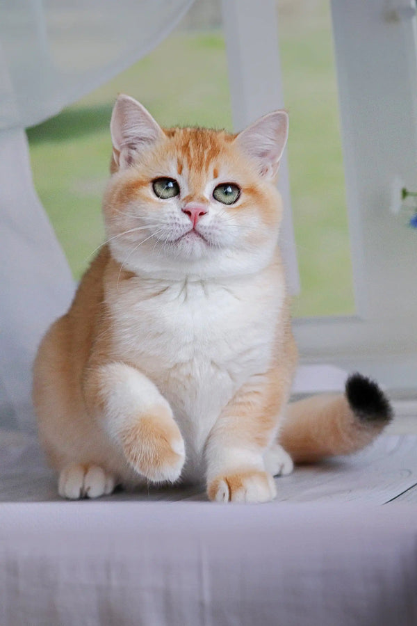 Adorable British Shorthair kitten with big green eyes sitting upright