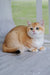 Orange and white British Shorthair kitten sitting on a wooden surface