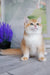 Cream-colored British Shorthair kitten with orange markings sitting cutely upright