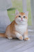 Adorable British Shorthair kitten sitting upright with big, curious eyes