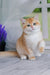 Cream and orange British Shorthair kitten with bright eyes sitting upright