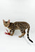 Spotted Bengal cat playing with red feather toy from Carolina Bengal Kitten