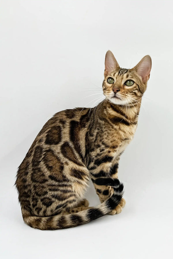 Spotted Bengal cat in Carolina Bengal Kitten product showcasing its playful looks