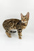 Spotted Bengal cat in Carolina Bengal Kitten product showcasing its unique beauty