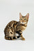 Spotted Bengal cat from Carolina Bengal Kitten, showcasing its stunning coat and charm