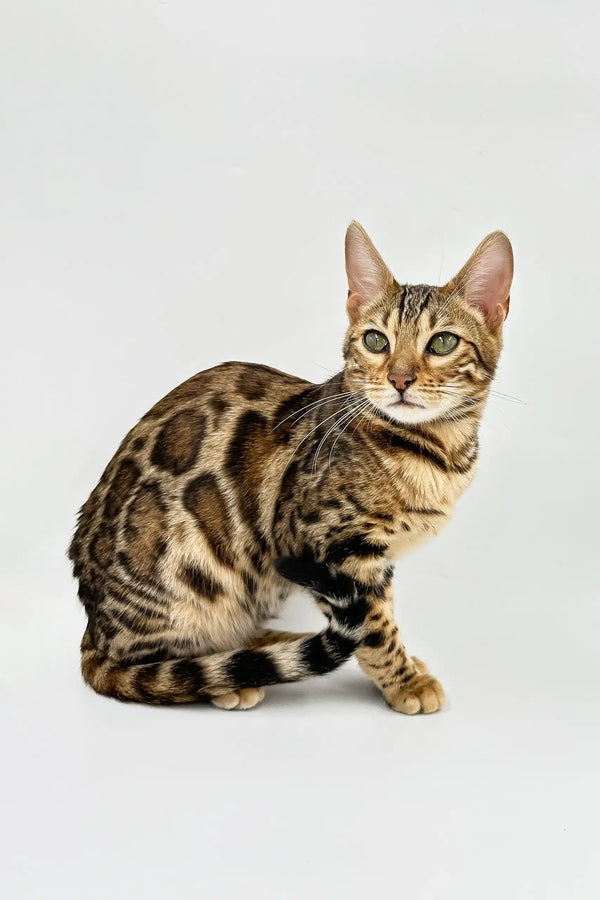 Spotted Bengal cat from Carolina Bengal Kitten, showcasing its stunning coat and charm