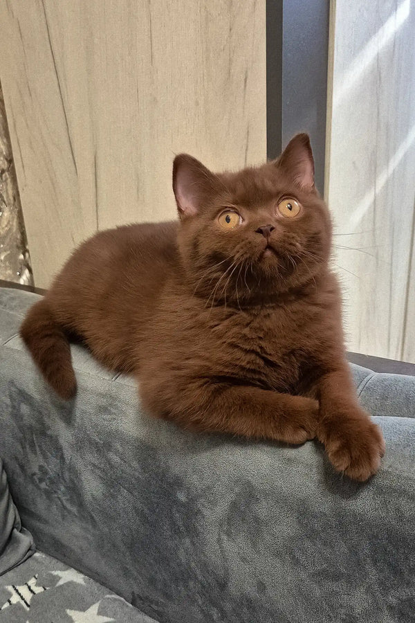 Carolina | british shorthair kitten