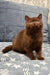 Carolina | british shorthair kitten