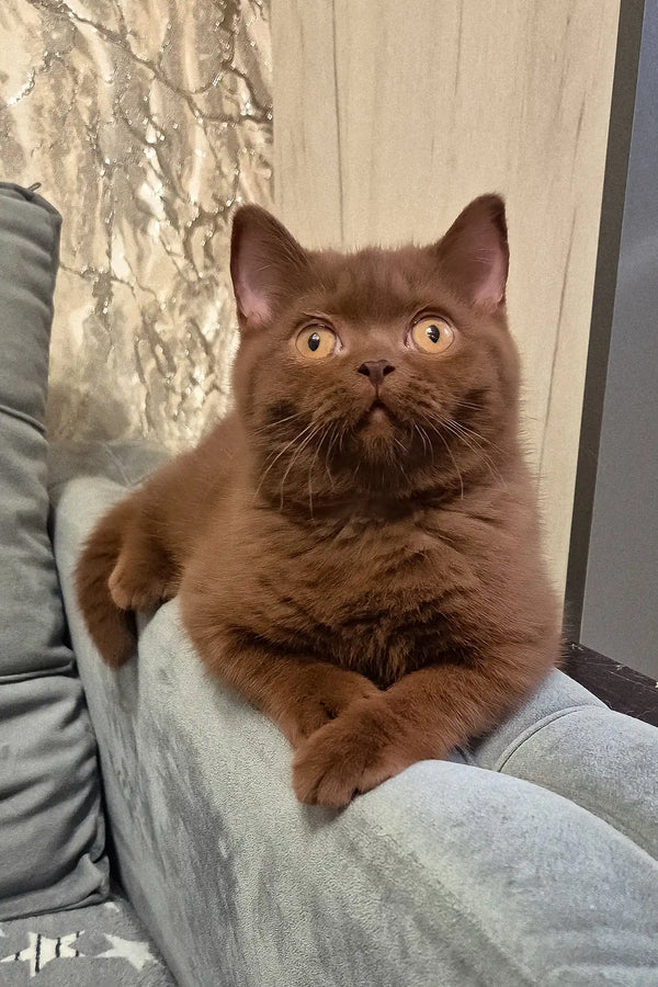 Carolina | british shorthair kitten