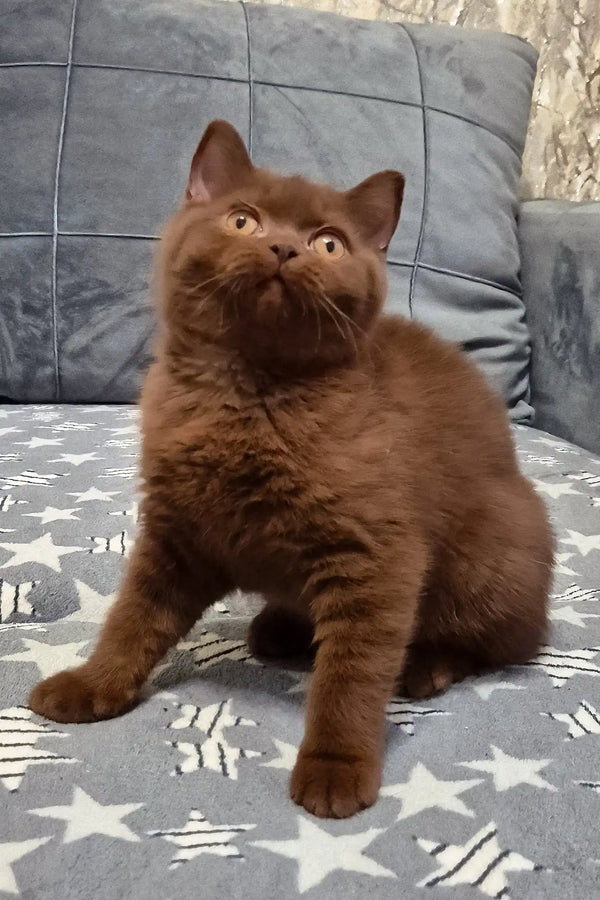 Carolina | british shorthair kitten