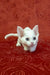 Cute White Devon Rex Kitten in the Carolina product lineup for adorable pets