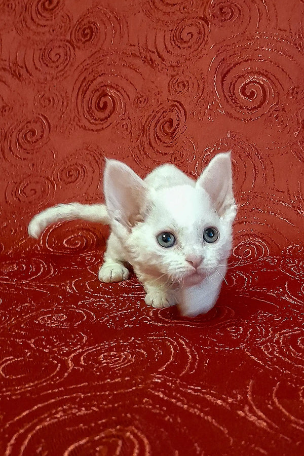 Cute White Devon Rex Kitten in the Carolina product lineup for adorable pets