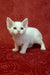 Adorable white curly-haired kitten from Carolina | Devon Rex Kitten collection